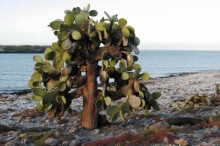 Imagen Isla San Bartolomé3